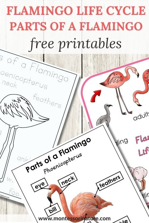 Flamingo Life Cycle And Parts Of A Flamingo Free Printable