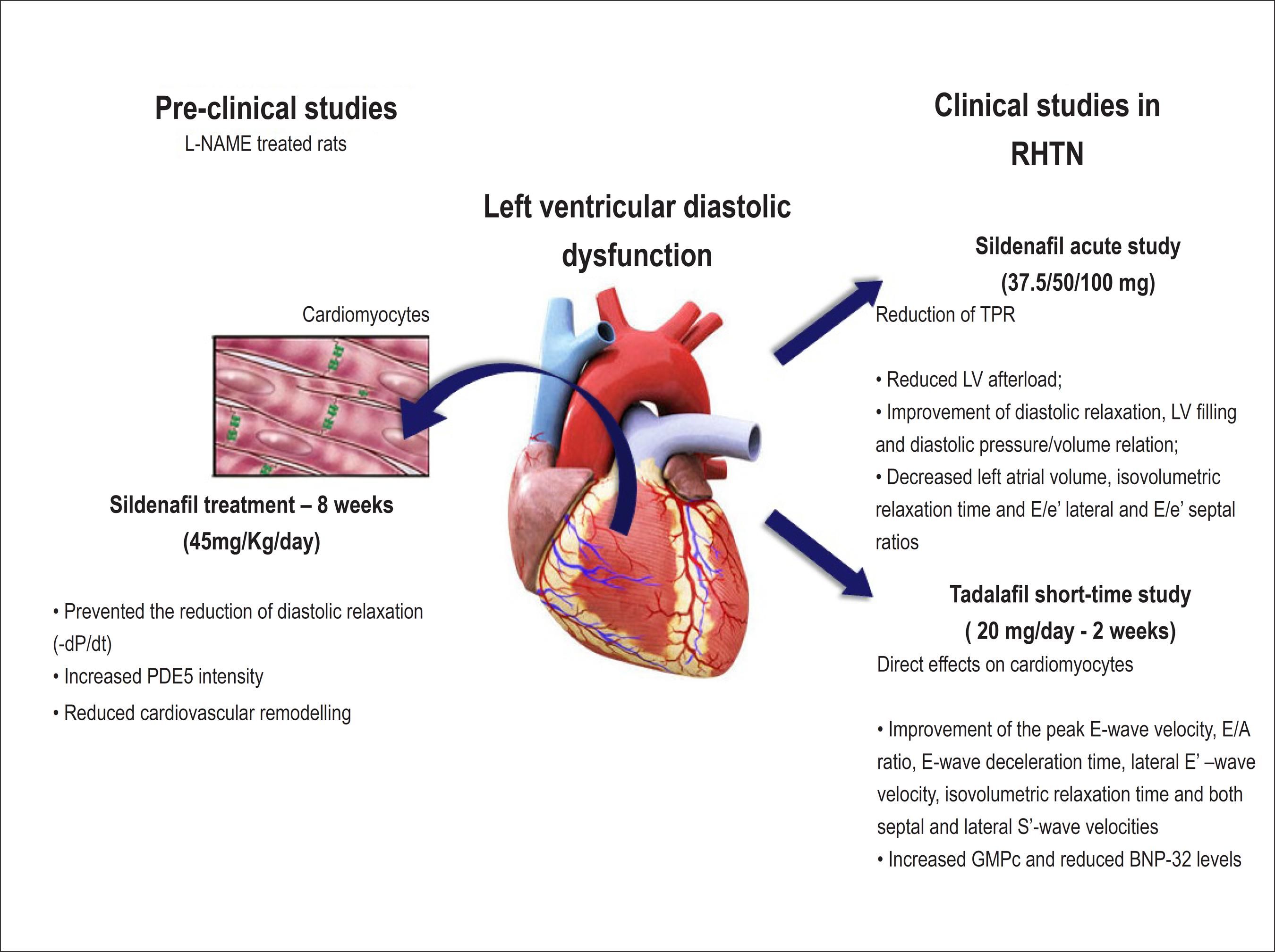 Left Ventricle Function: Expert Guide