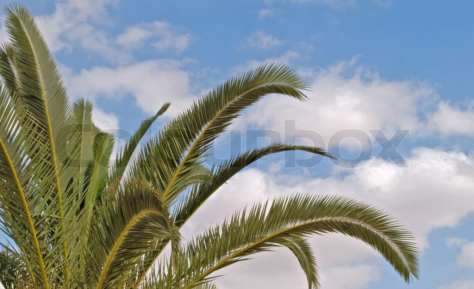 Palm Leaves