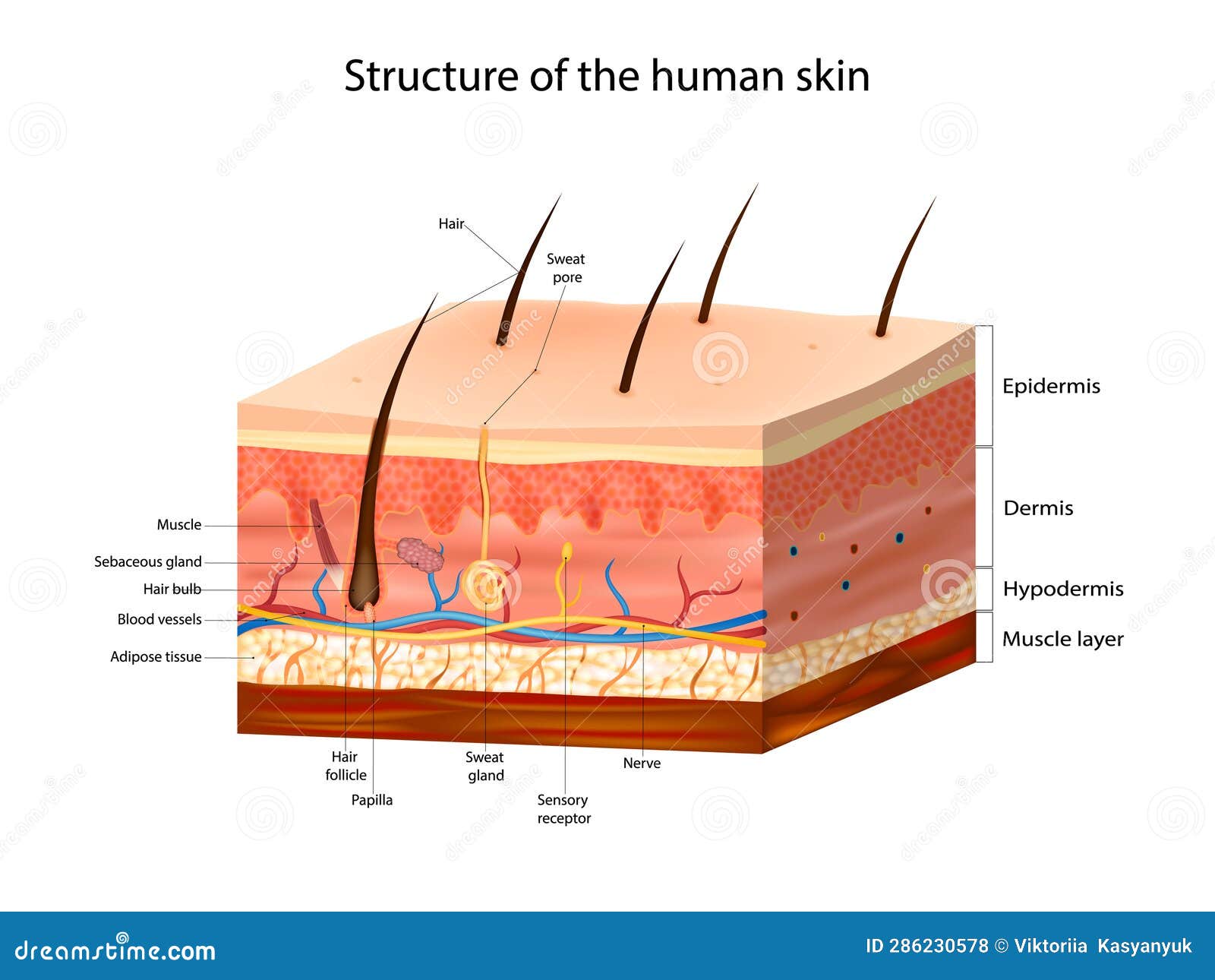 Skin Layers And Its Structure Dermis And Epidermis Download