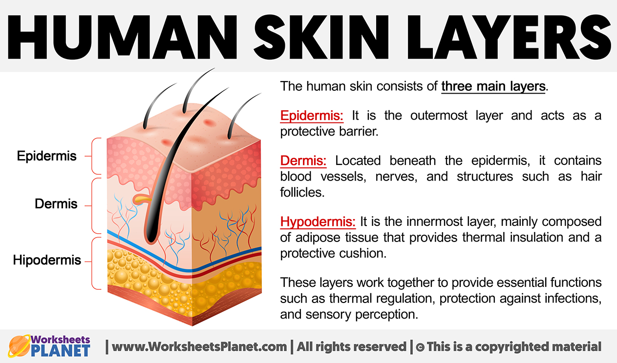 Skin Layers Explained: Know Your Body