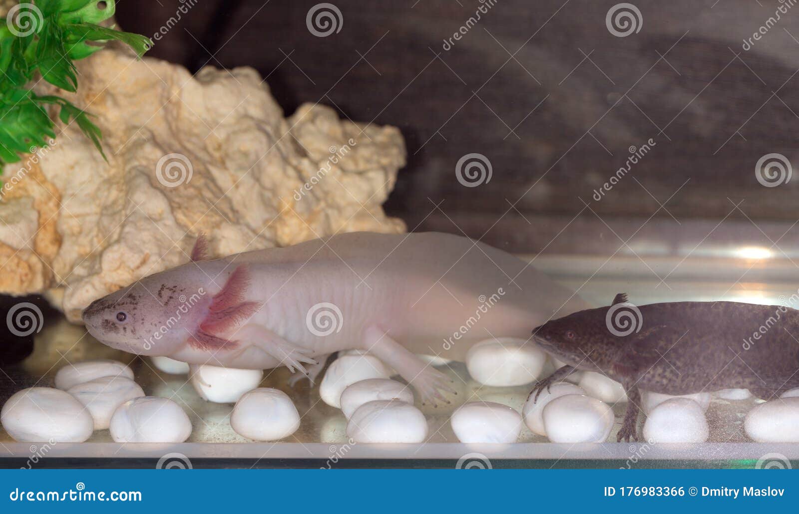 Two Axolotls In An Aquarium Stock Image Image Of Head Animals 179274413