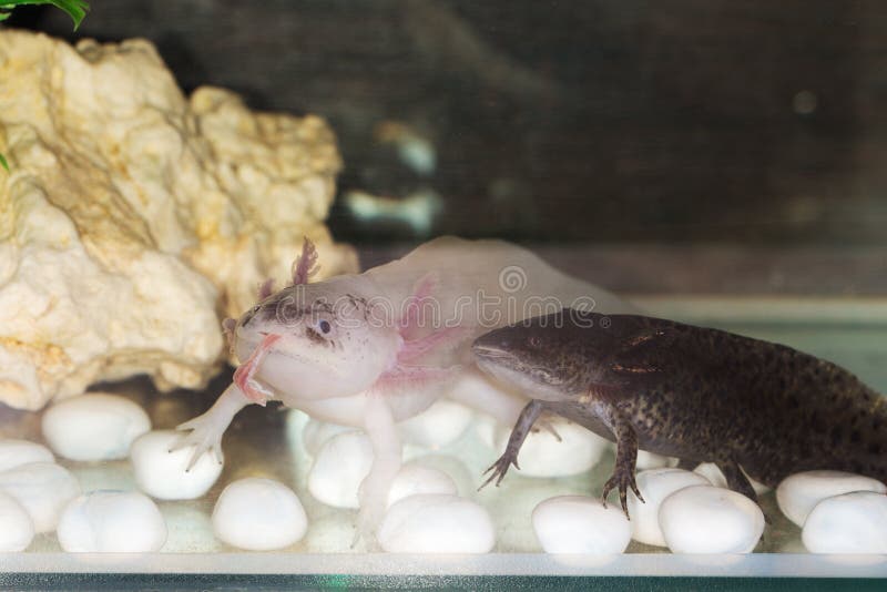 Two Axolotls In An Aquarium Stock Image Image Of Larva Water 103215941