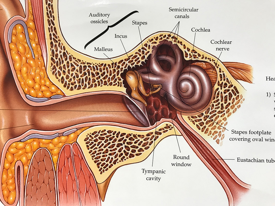 What Are Ear Bones? Hearing Loss Solutions